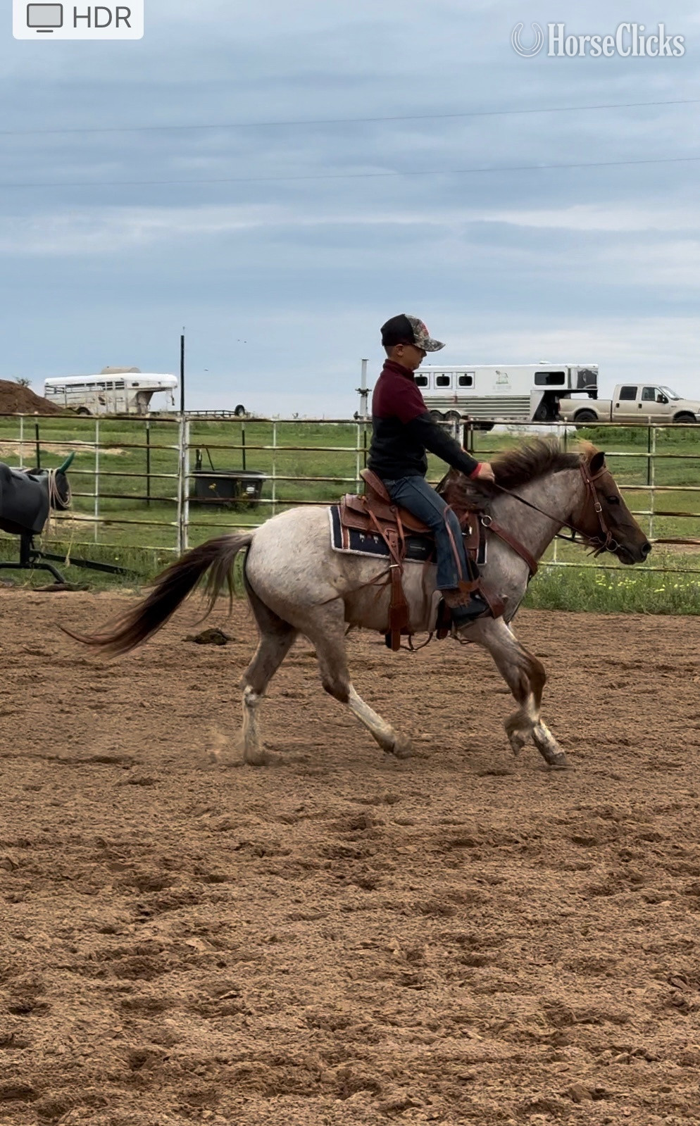 Welsh Pony - "Ginger" Red Roan Mare Welsh Pony