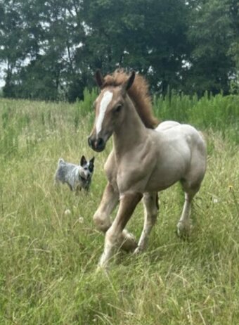 "CCGV Scarlett Rising" Red Roan Filly Gypsy Vanner