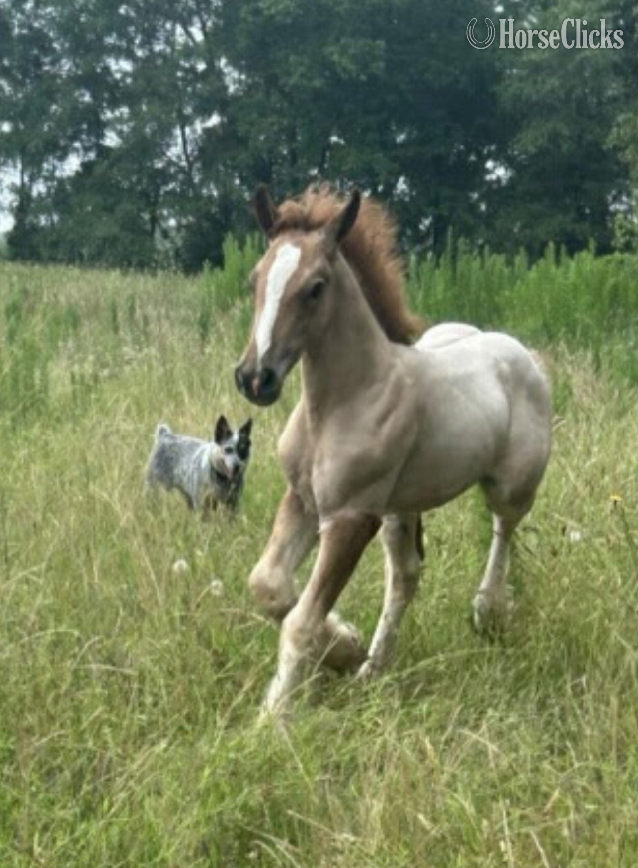 "CCGV Scarlett Rising" Red Roan Filly Gypsy Vanner in South Carolina