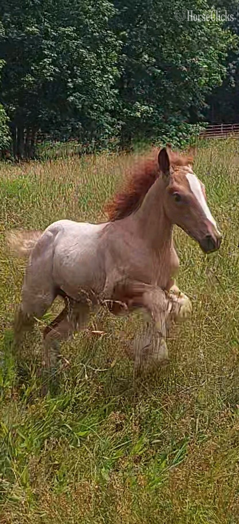 "CCGV Scarlett Rising" Red Roan Filly Gypsy Vanner
