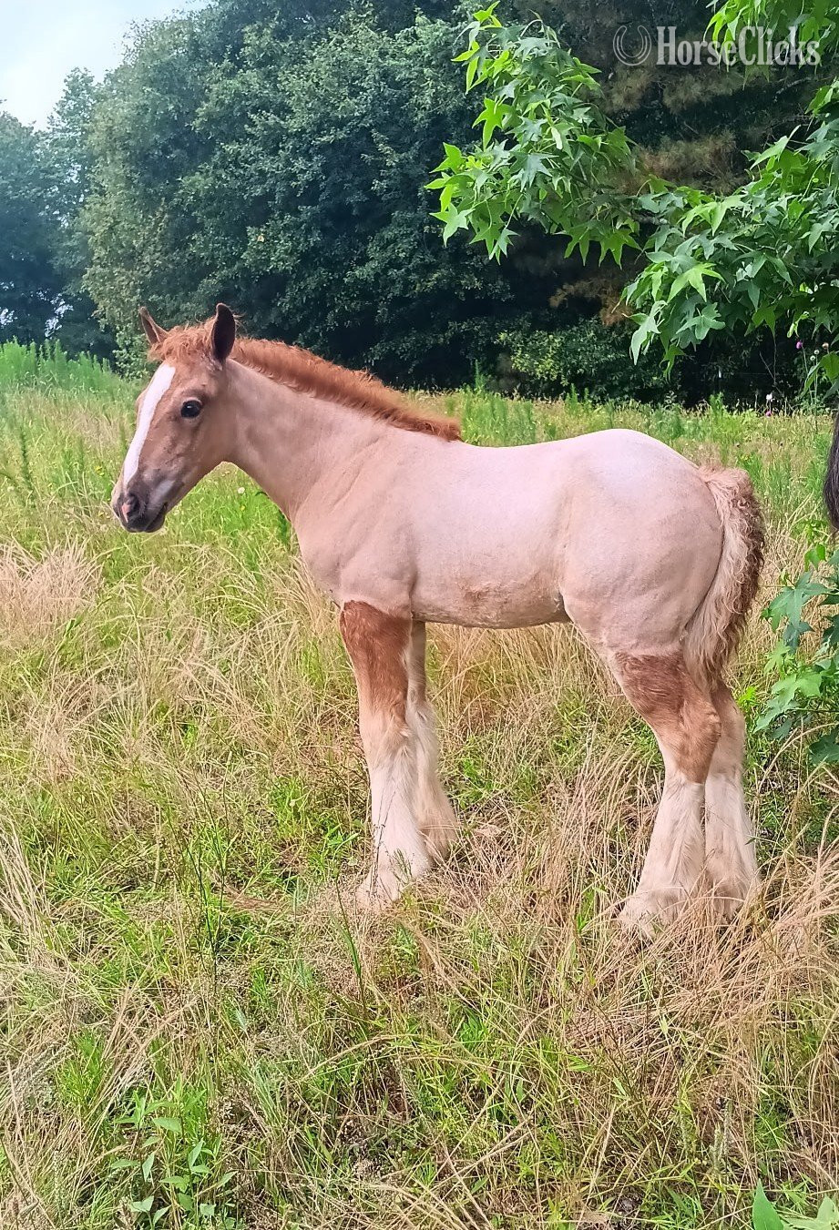 South Carolina "CCGV Scarlett Rising" Red Roan Filly Gypsy Vanner