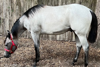 "CHICS BLUE KING CAT" Bay Roan Colt Quarter Horse
