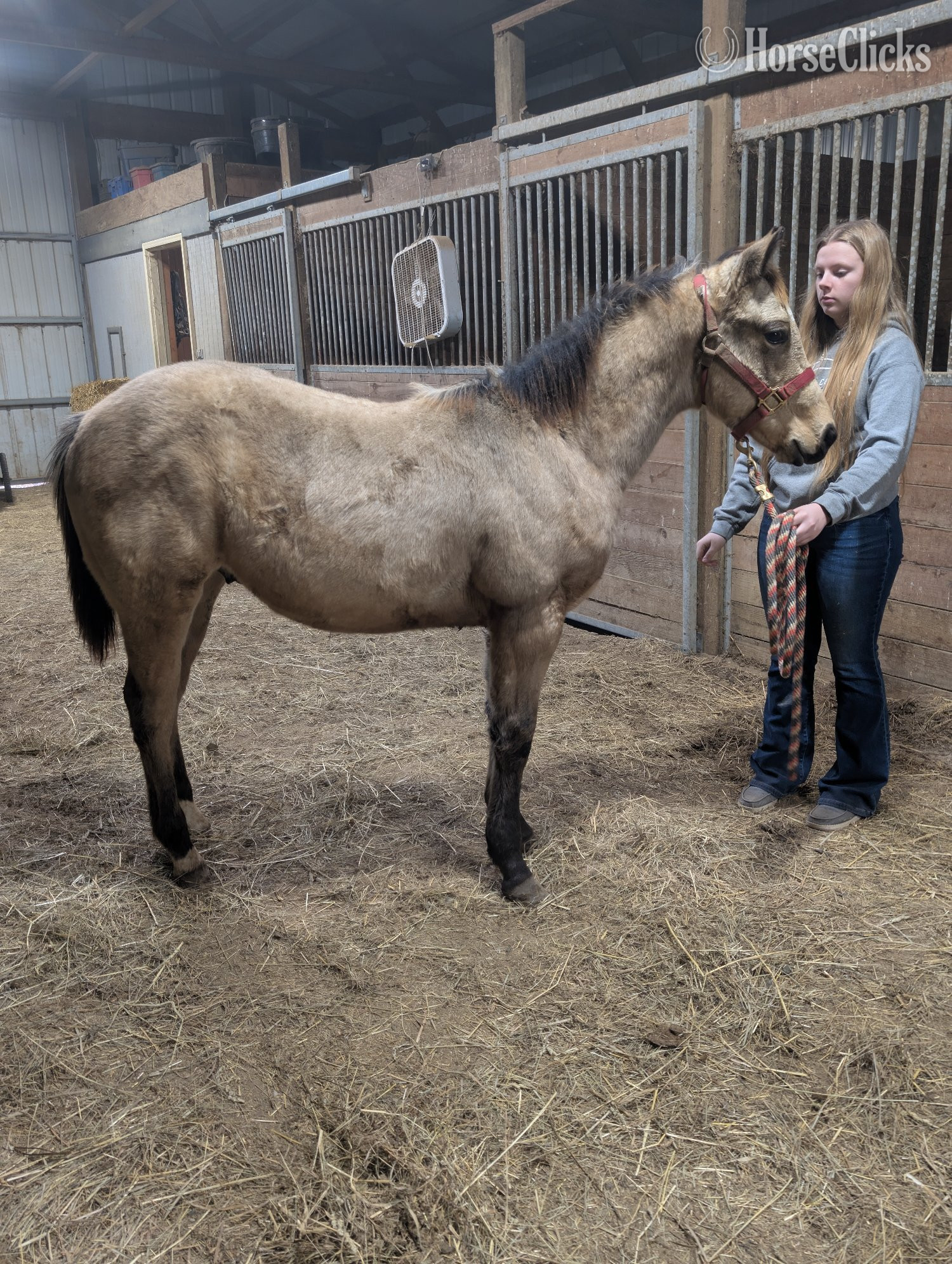 "Jingles " Buckskin Gelding Quarter Horse in Illinois