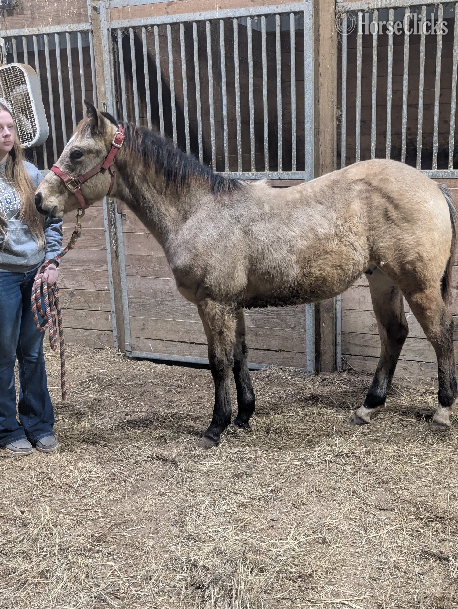 "Jingles " Buckskin Gelding Quarter Horse