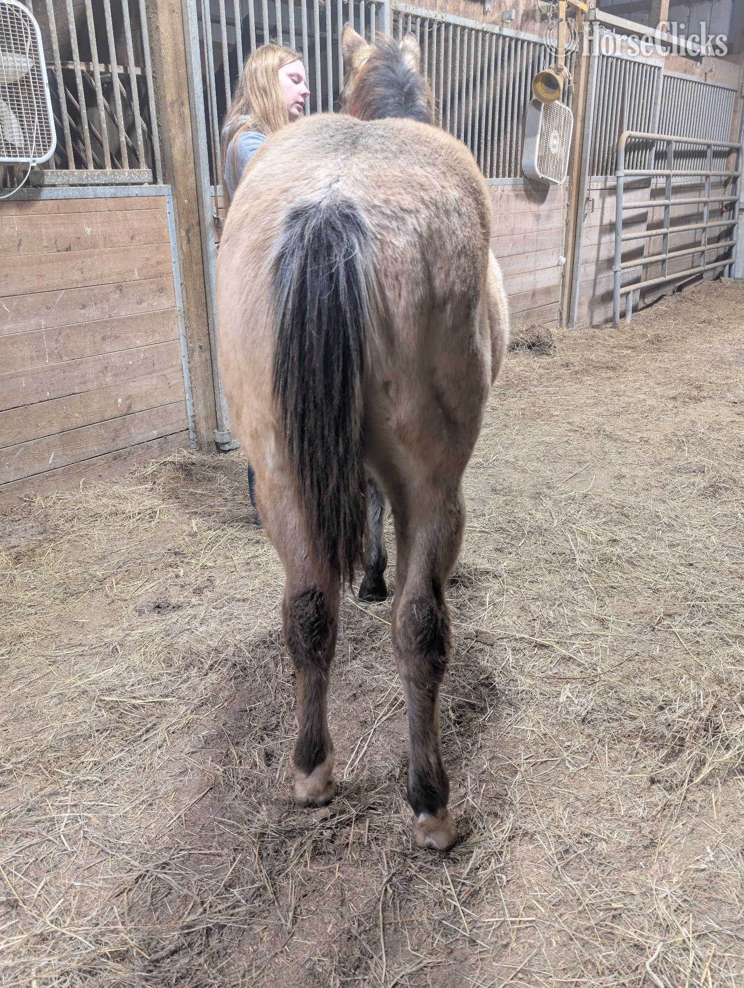 "Jingles " Buckskin Gelding Quarter Horse - Quarter Horse in Illinois
