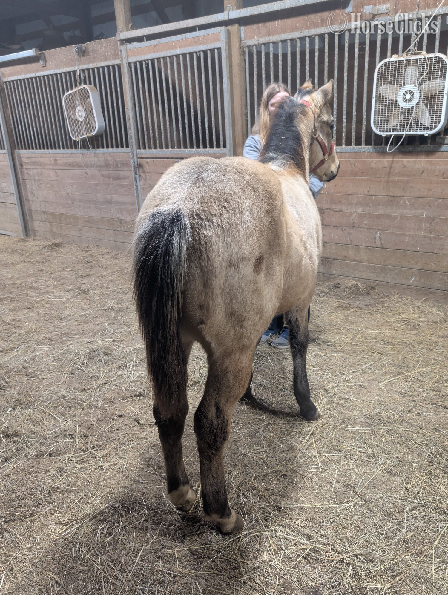 "Jingles " Buckskin Gelding Quarter Horse - Quarter Horse