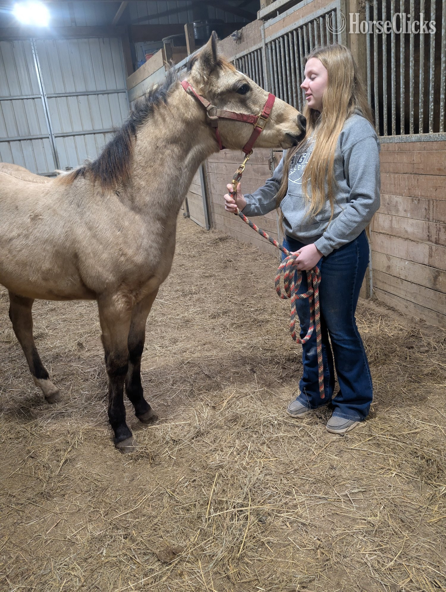 "Jingles " Buckskin Gelding Quarter Horse Illinois