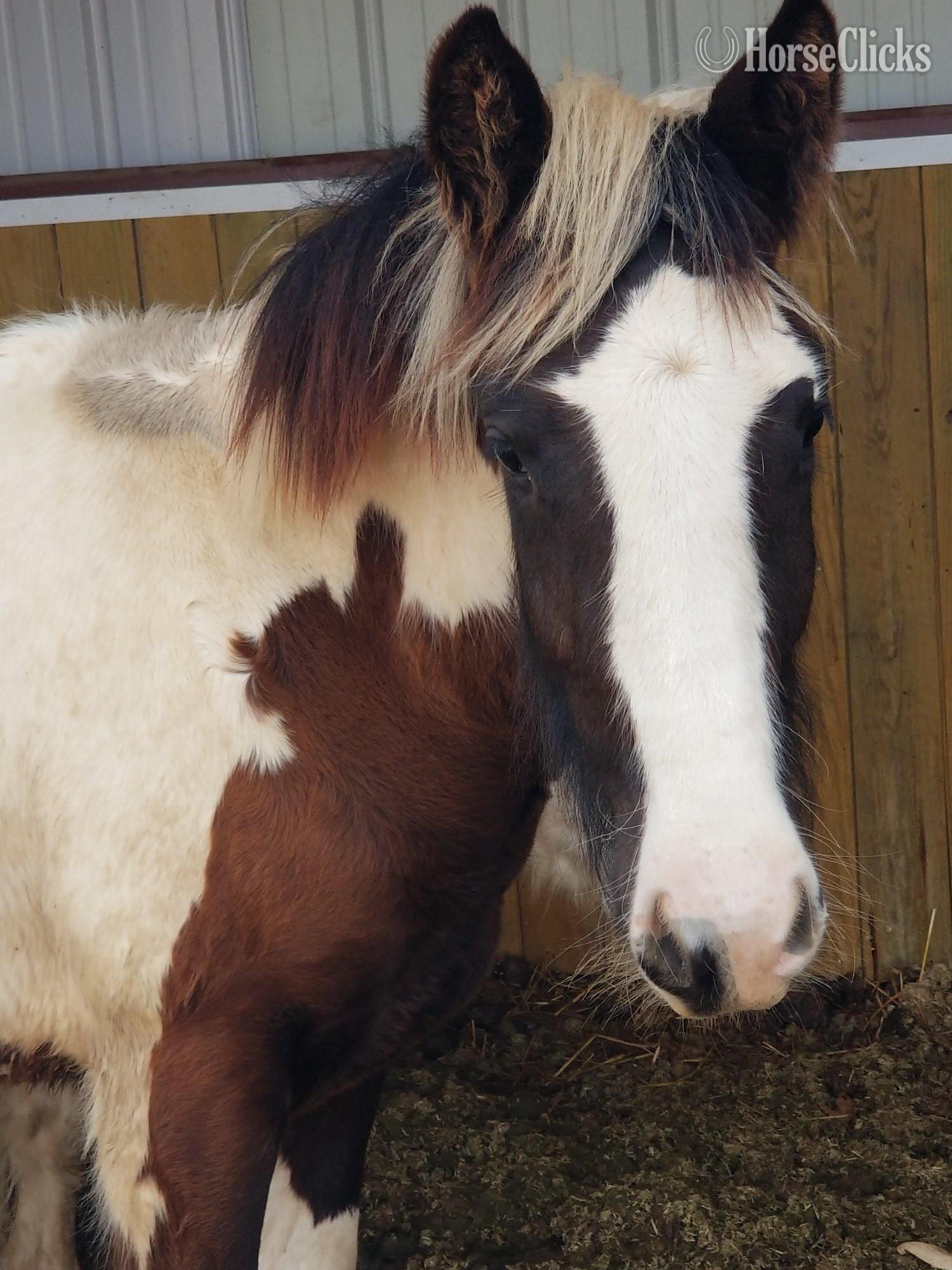 "Set Free Gypsy" Skewbald Filly Gypsy Vanner in Indiana