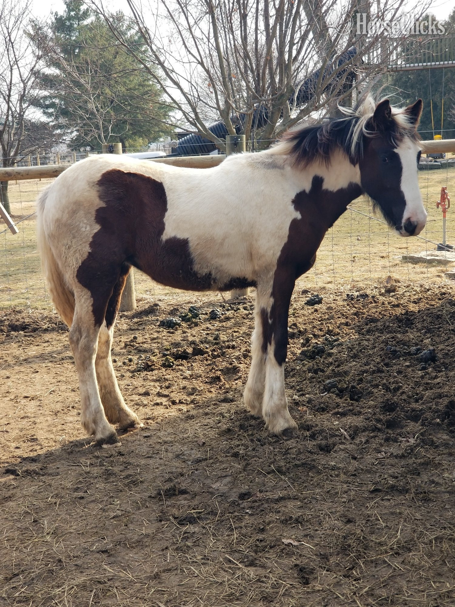 "Set Free Gypsy" Skewbald Filly Gypsy Vanner