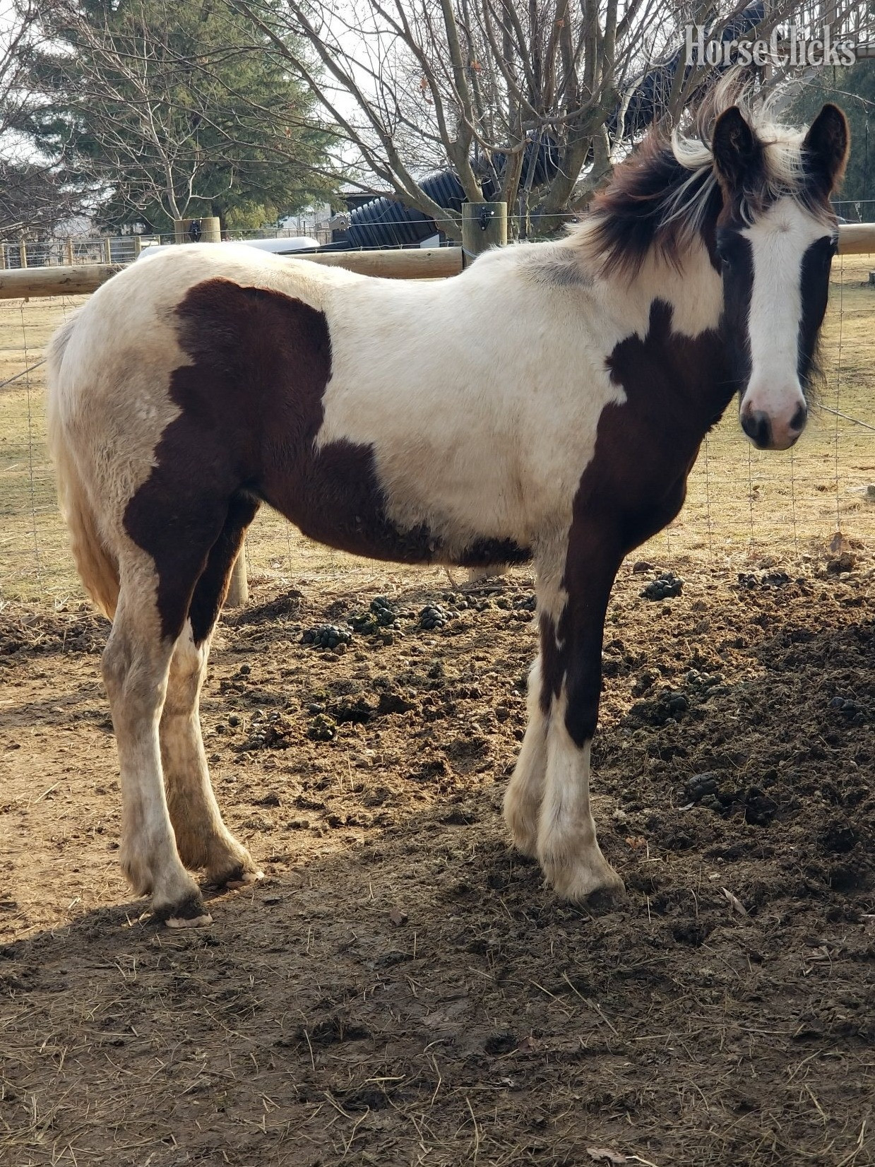 Indiana "Set Free Gypsy" Skewbald Filly Gypsy Vanner