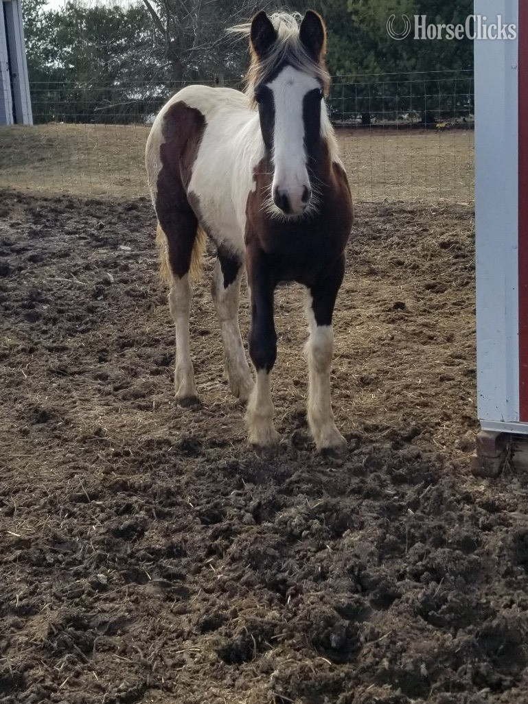 "Set Free Gypsy" Skewbald Filly Gypsy Vanner - Gypsy Vanner in Indiana