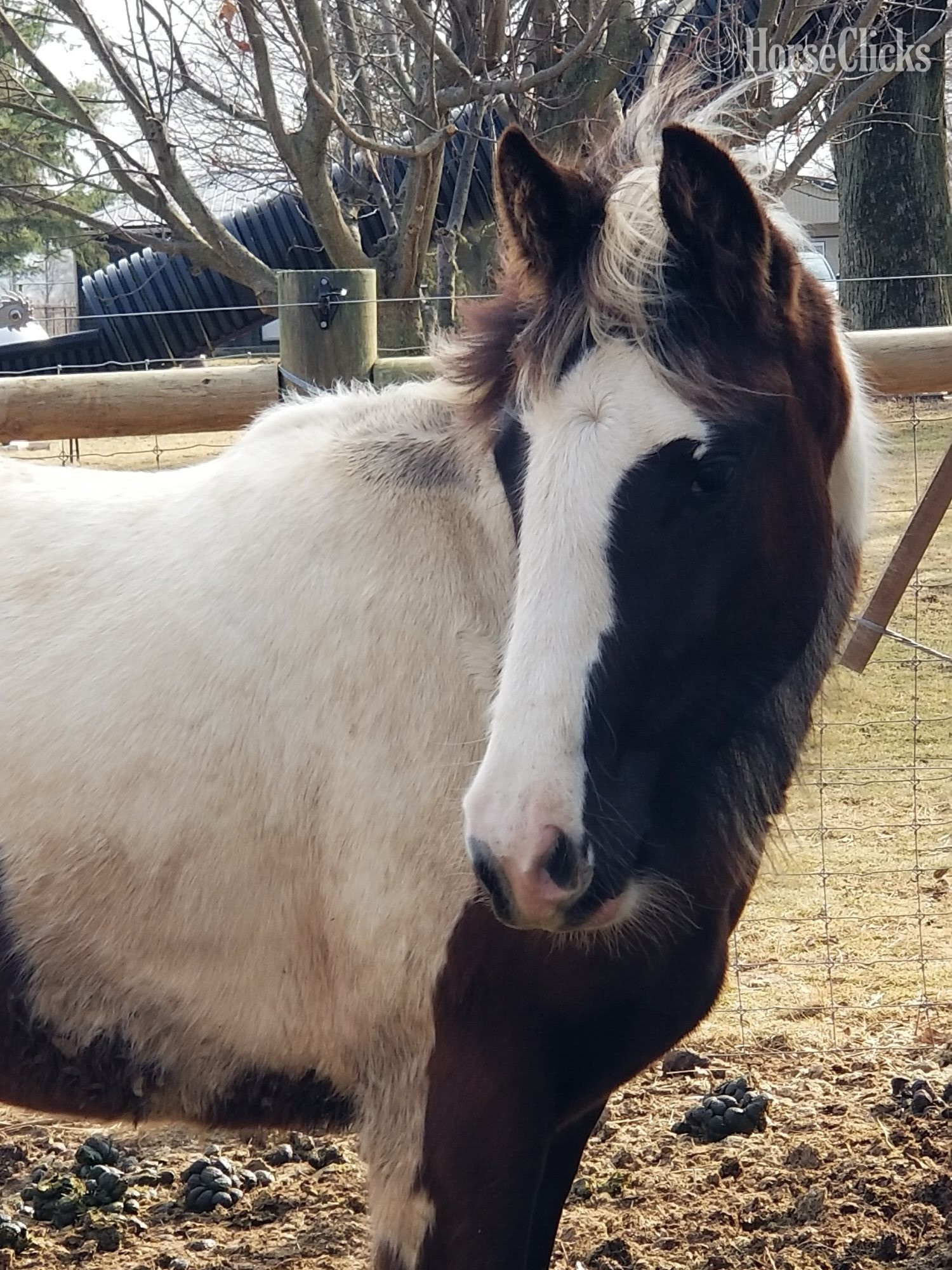"Set Free Gypsy" Skewbald Filly Gypsy Vanner - Gypsy Vanner