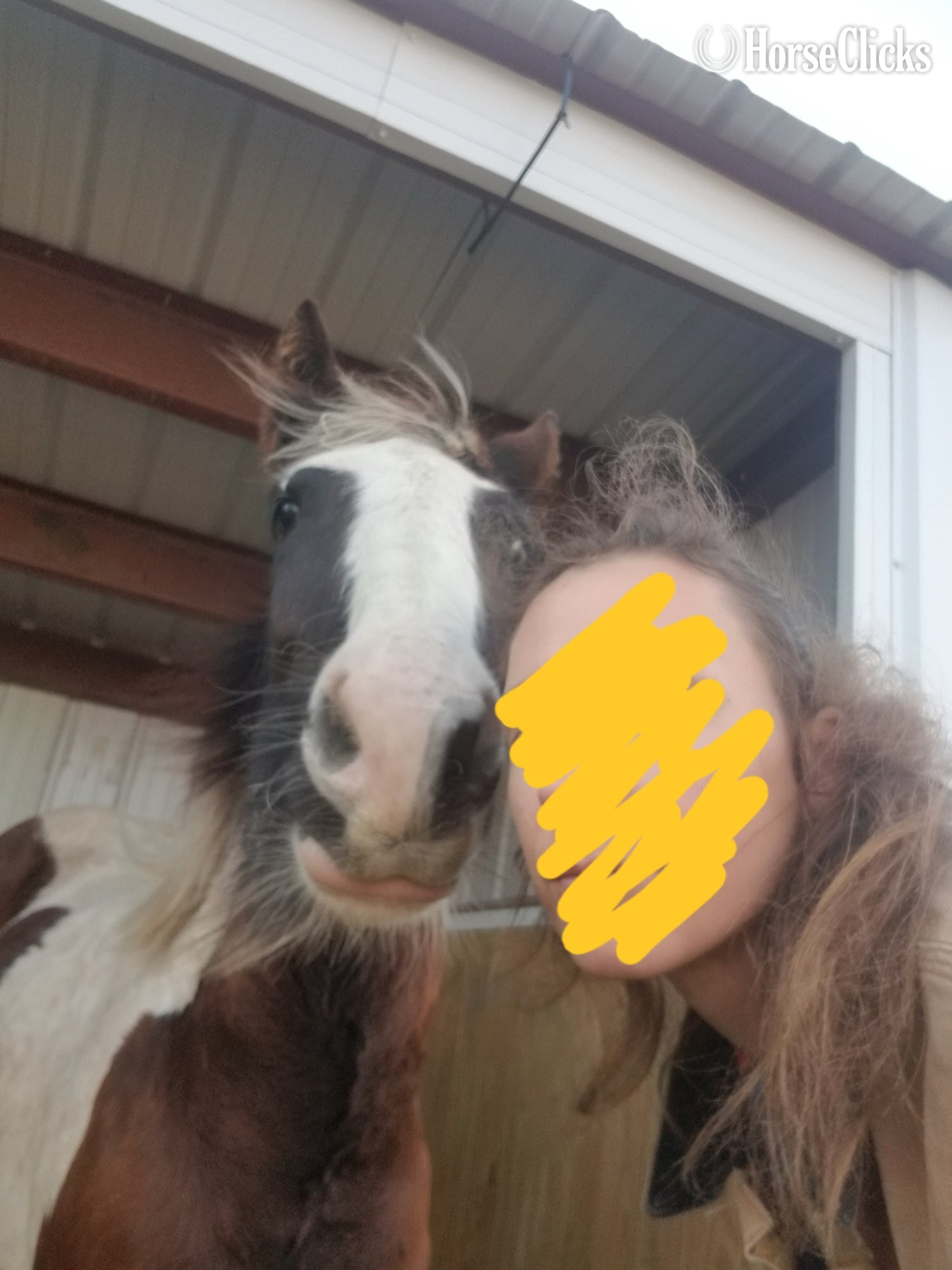 "Set Free Gypsy" Skewbald Filly Gypsy Vanner Indiana