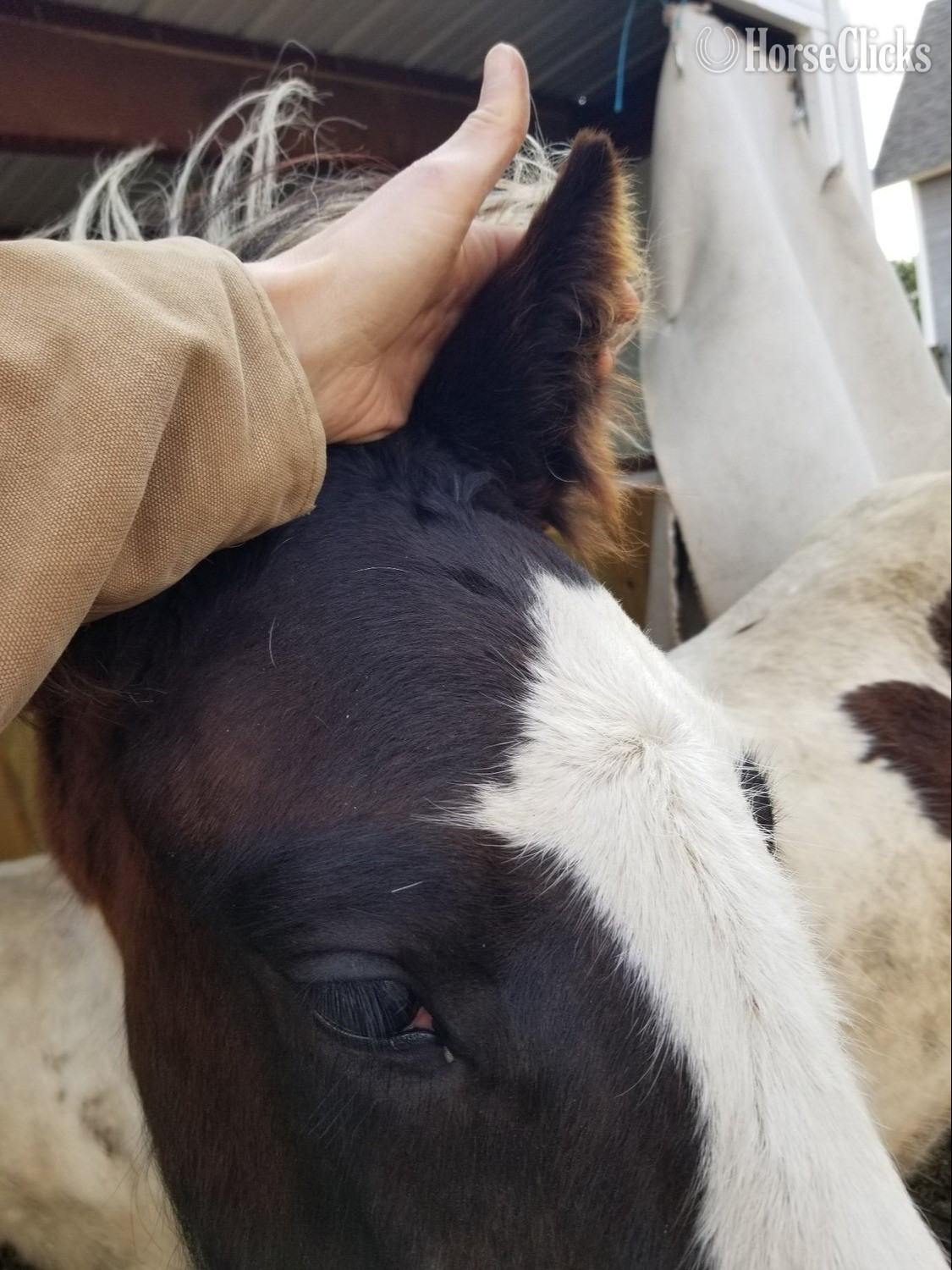 Gypsy Vanner - "Set Free Gypsy" Skewbald Filly Gypsy Vanner in Indiana