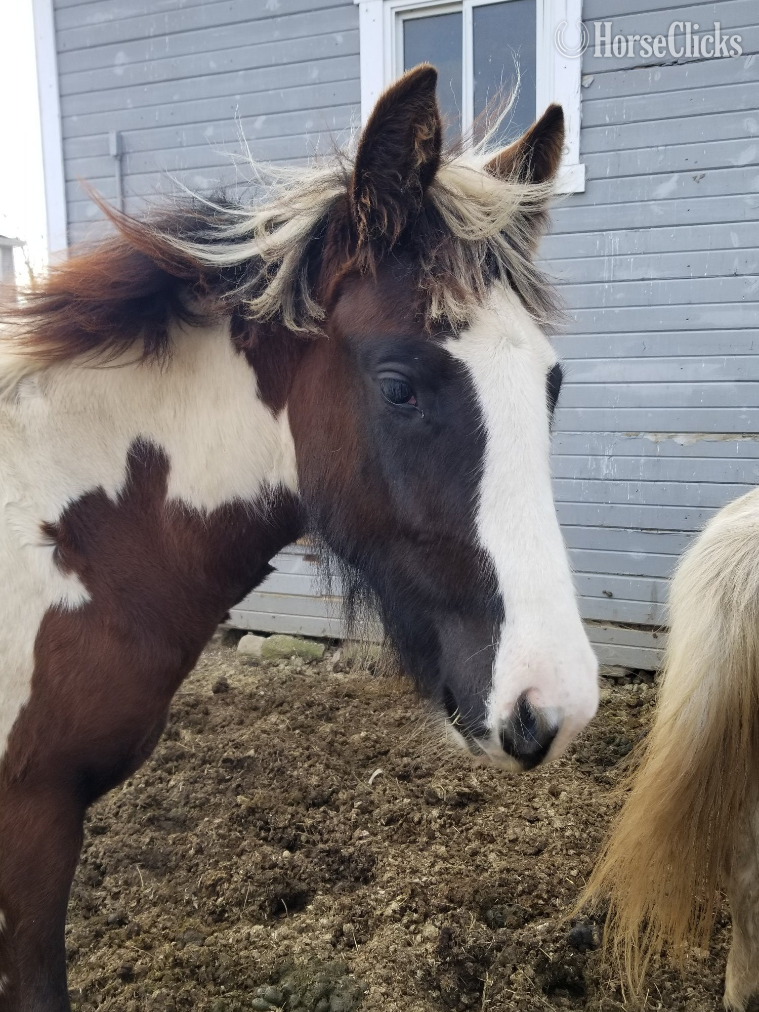 Gypsy Vanner - "Set Free Gypsy" Skewbald Filly Gypsy Vanner