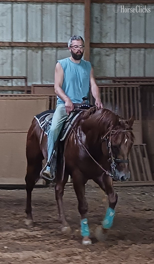 "How D Phenomenal Kid" Chestnut Stallion Quarter Horse in Wisconsin