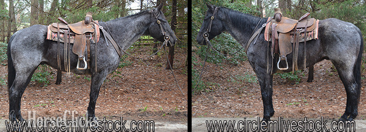 "CH MITE BLUE ROPER" Blue Roan Gelding Quarter Horse in North Carolina