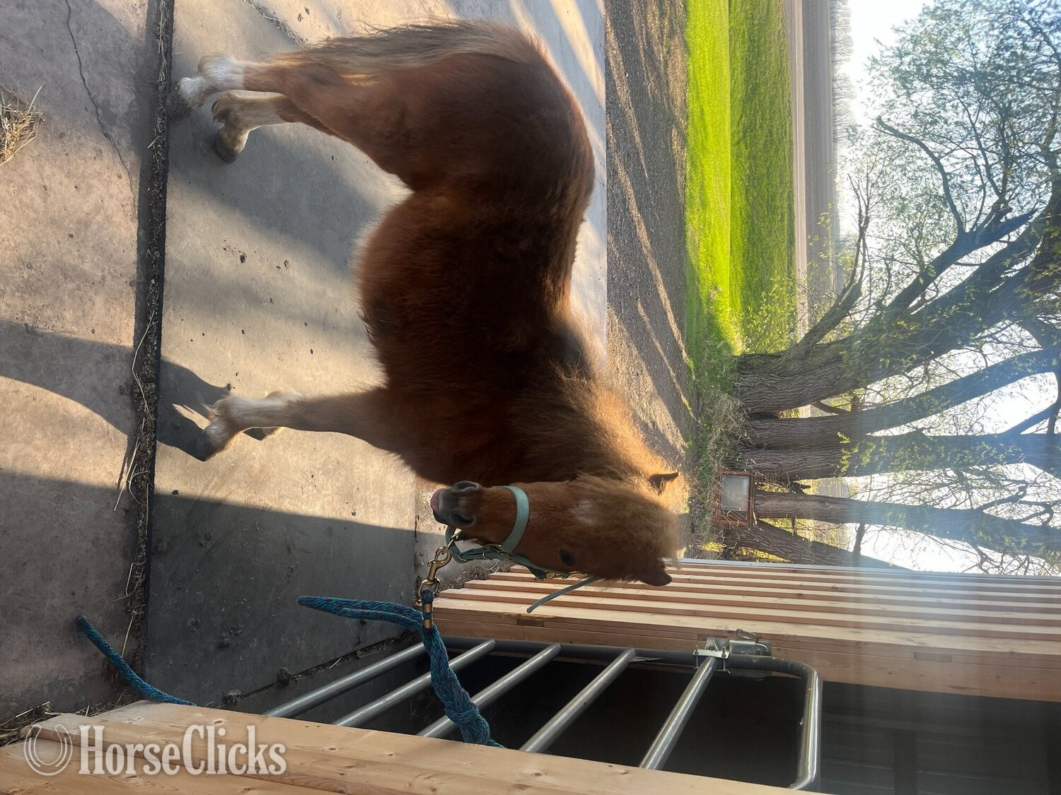 "Bee Gee" Chestnut Filly Shetland Pony in Minnesota