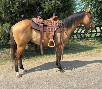"Starly" Bay Gelding Quarter Horse