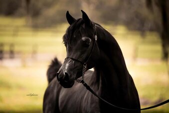 "American Emarald" Black Stallion Arabian