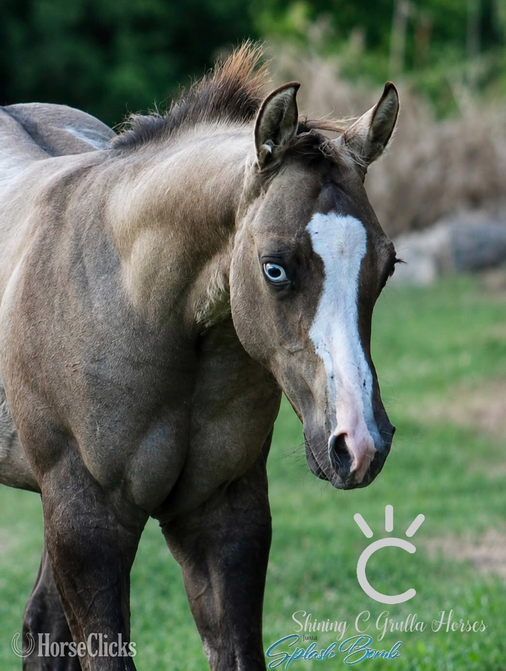 "JUSTA SPLASH BOMB X MANY DOVES" Grullo Colt Quarter Horse in Texas