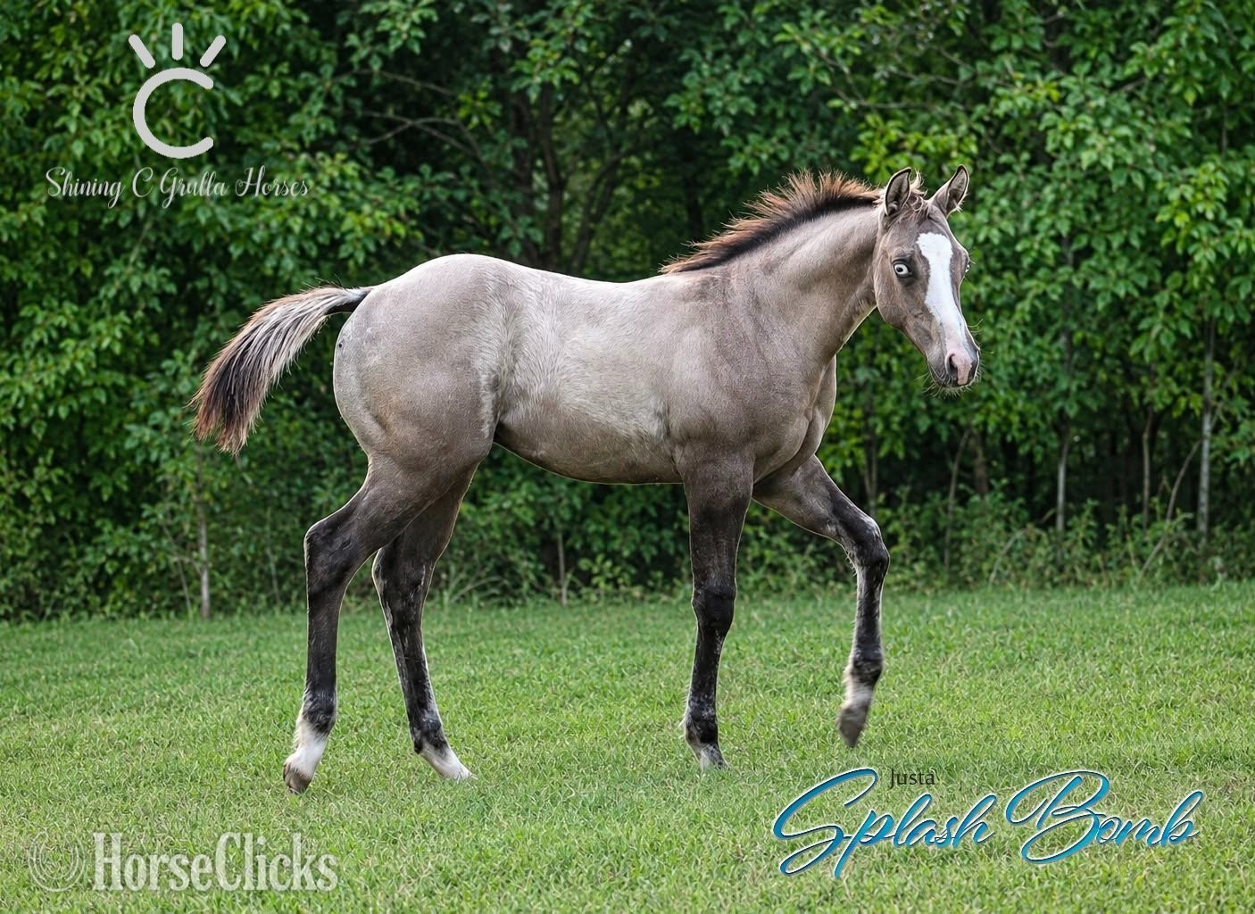 "JUSTA SPLASH BOMB X MANY DOVES" Grullo Colt Quarter Horse