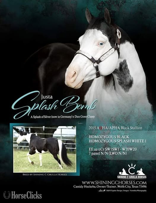 "JUSTA SPLASH BOMB X MANY DOVES" Grullo Colt Quarter Horse - Quarter Horse in Texas