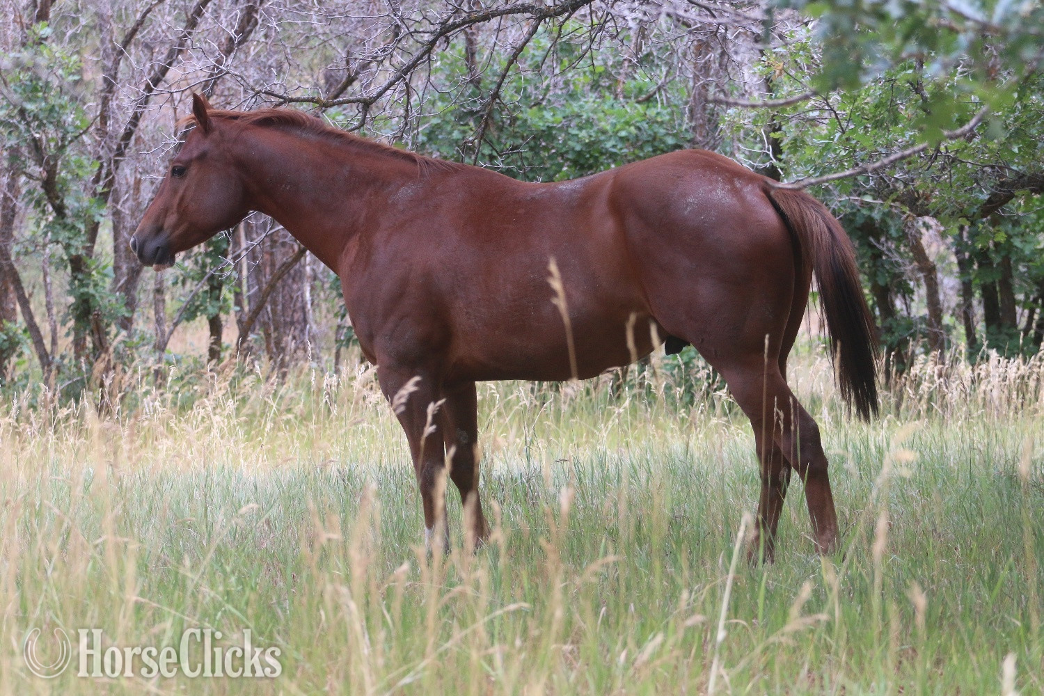 "Sheiks King" Sorrel Gelding Quarter Horse