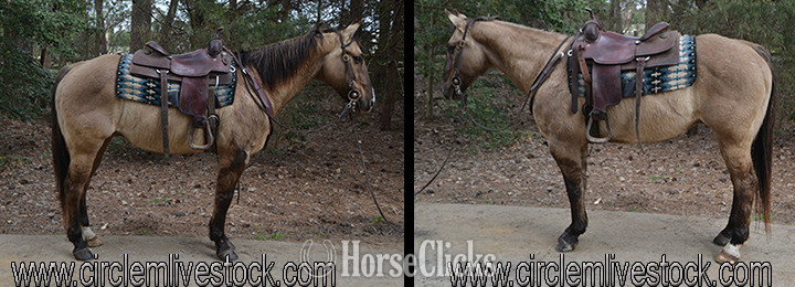 "BUCKS WAR LENA" Dun Gelding Quarter Horse in North Carolina