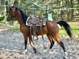 "Mario"  Gelding Arabian in Pennsylvania