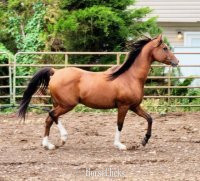 "Mario"  Gelding Arabian