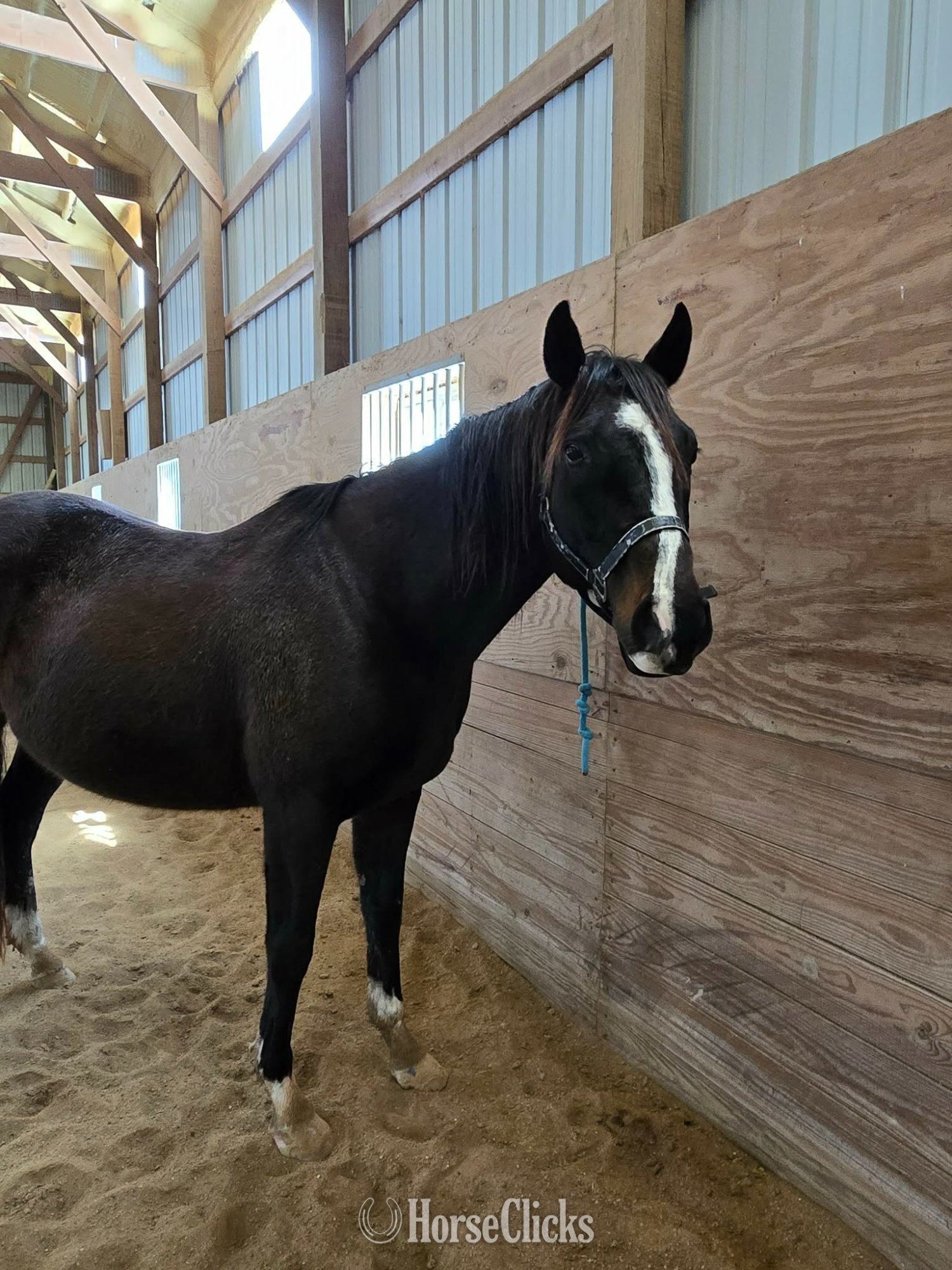 "Luey " Bay Gelding Thoroughbred in Wisconsin