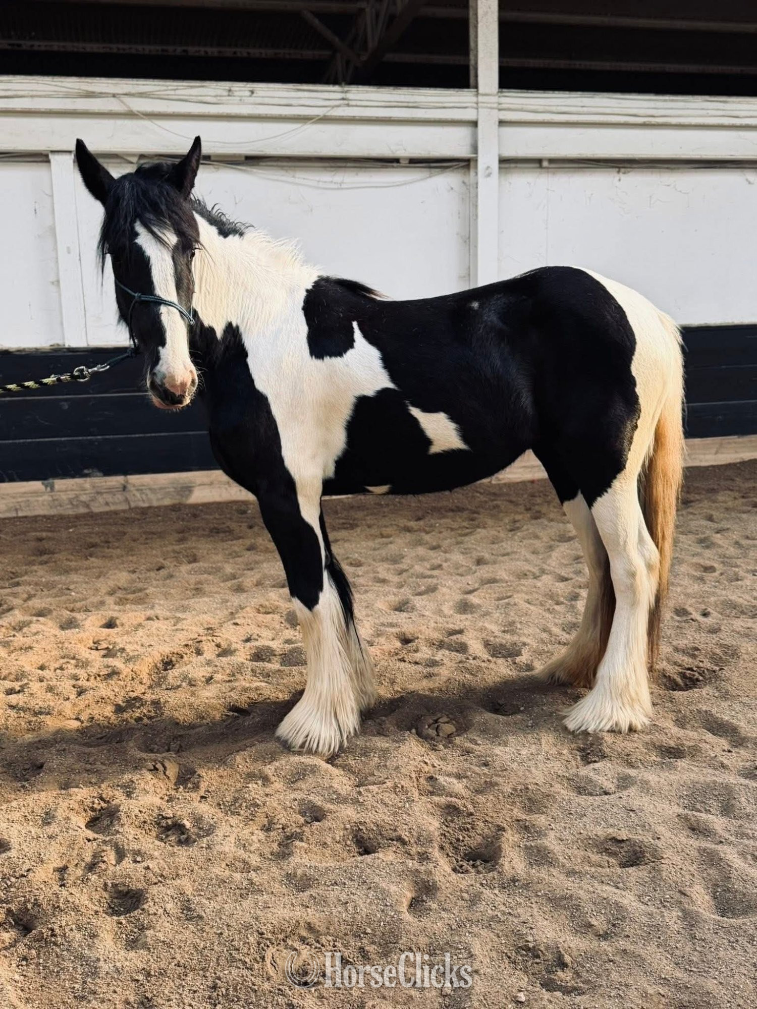 "JADE" Tabiano Filly Drum