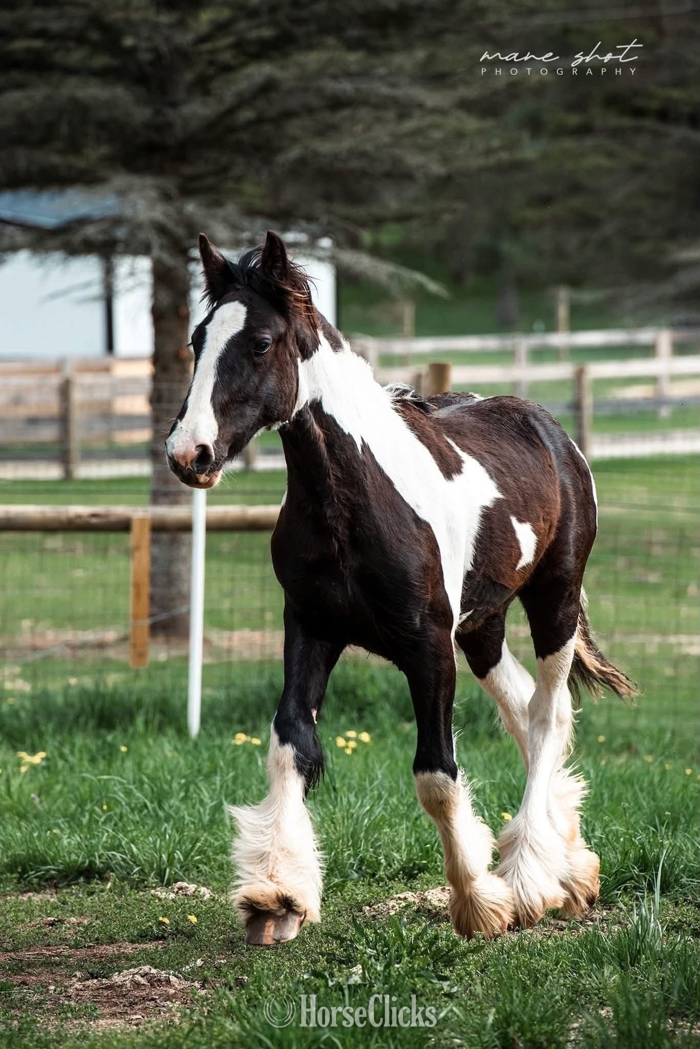Michigan "JADE" Tabiano Filly Drum