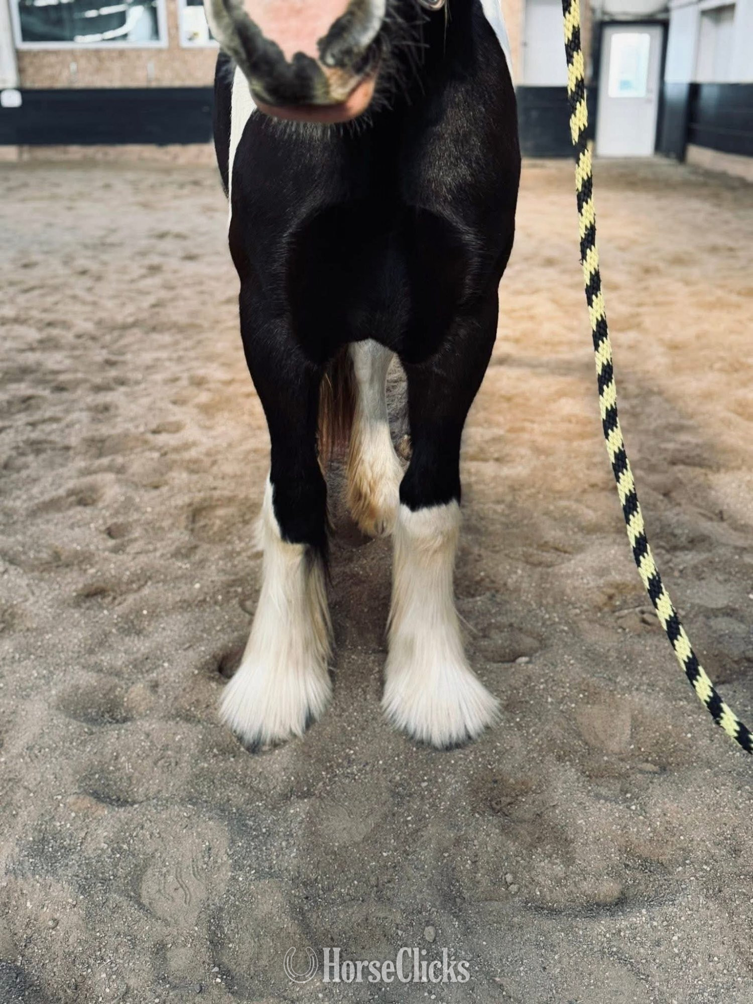 "JADE" Tabiano Filly Drum - Drum