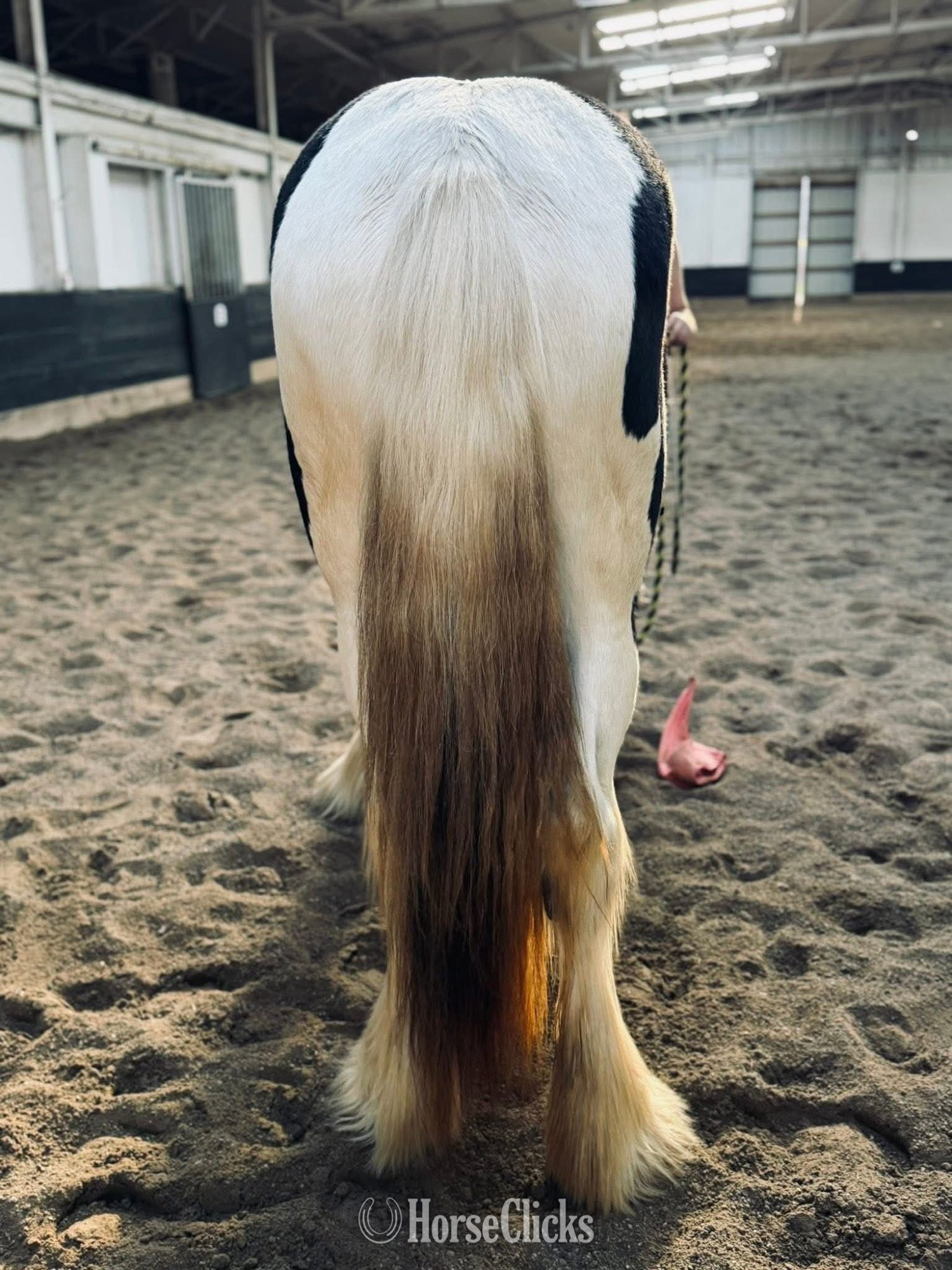 "JADE" Tabiano Filly Drum Michigan