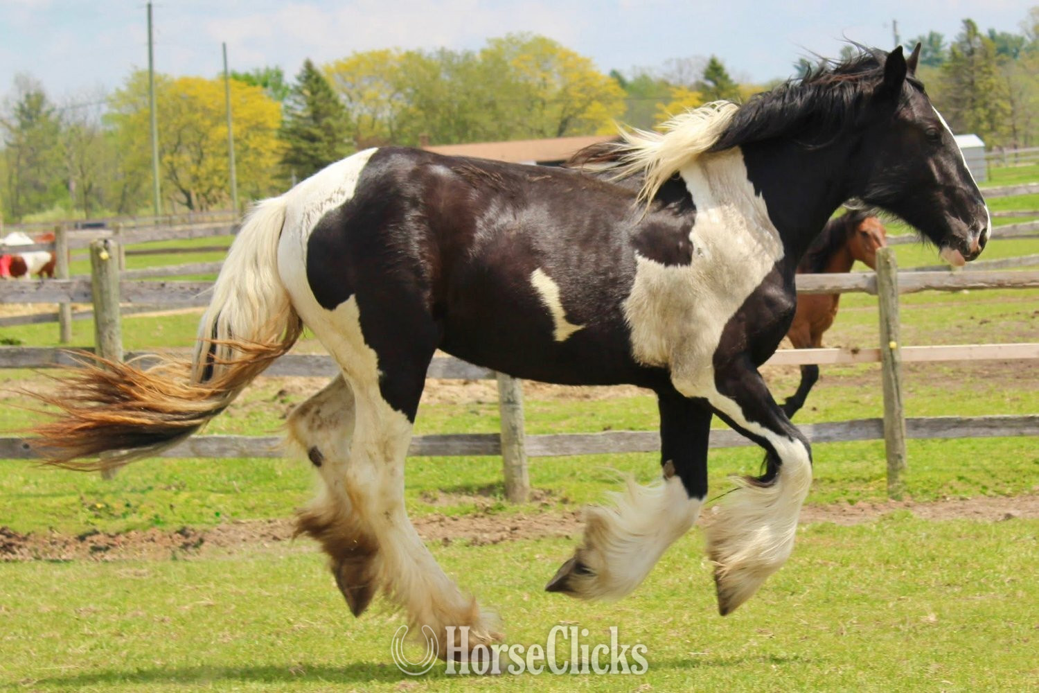 Drum - "JADE" Tabiano Filly Drum