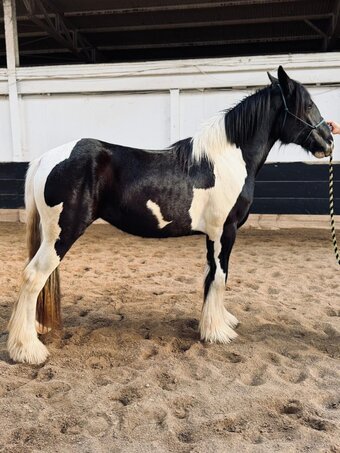 "JADE" Tabiano Filly Drum