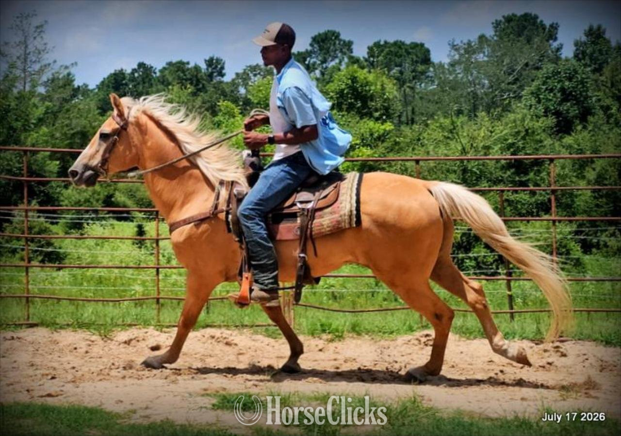 "Scout" Palomino Gelding Quarter Horse in Texas
