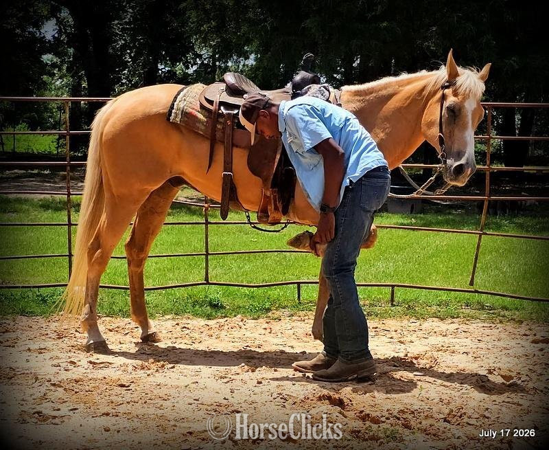 "Scout" Palomino Gelding Quarter Horse