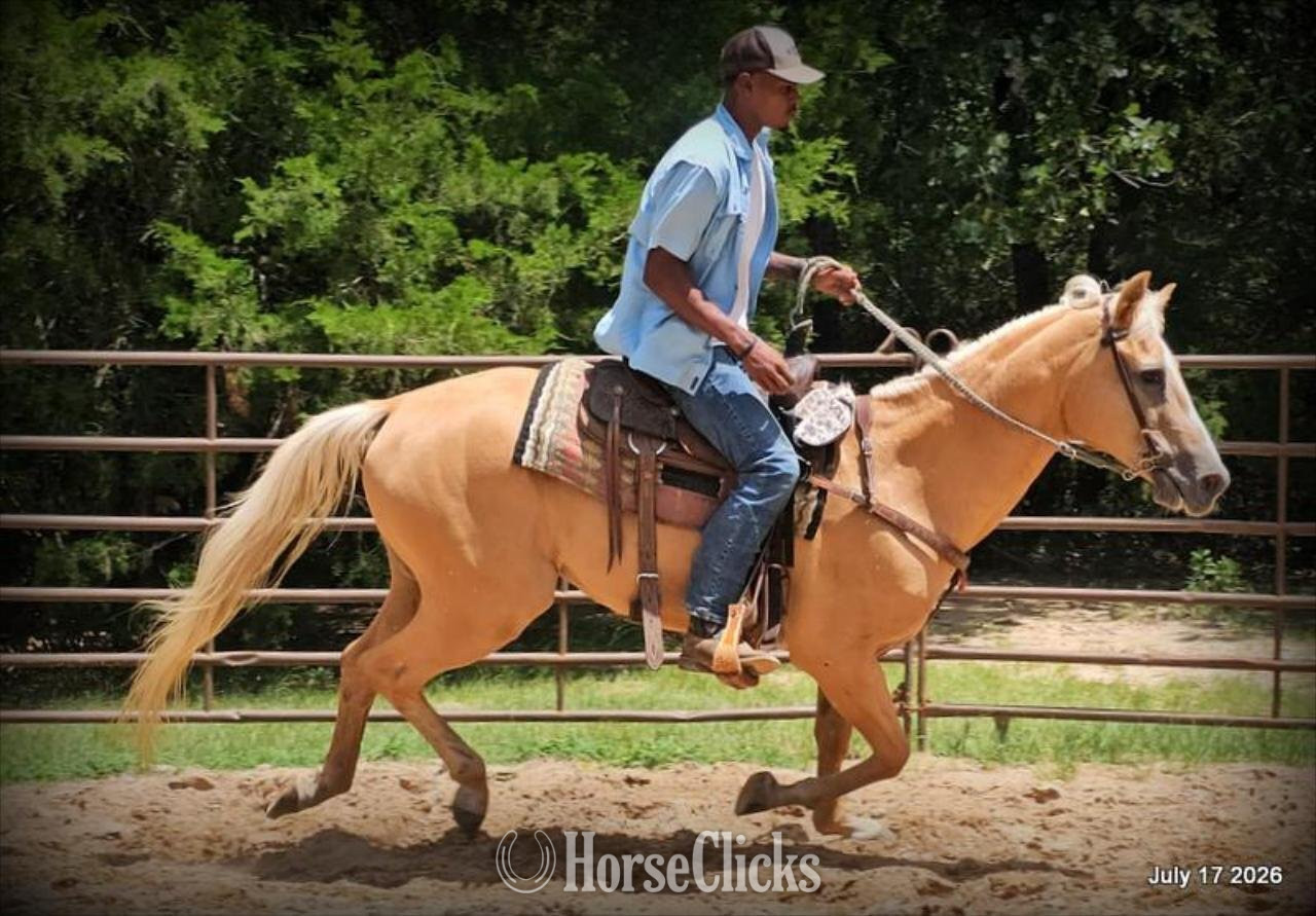 Texas "Scout" Palomino Gelding Quarter Horse