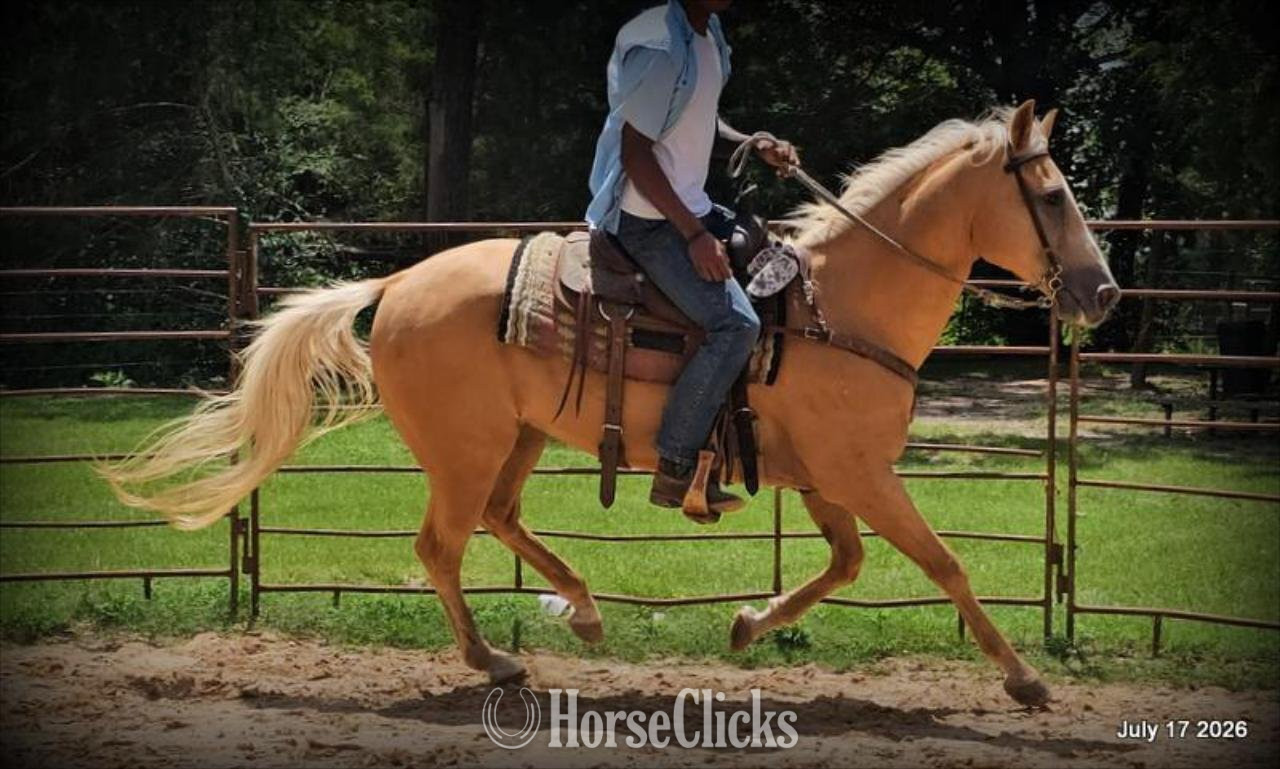 "Scout" Palomino Gelding Quarter Horse - Quarter Horse in Texas