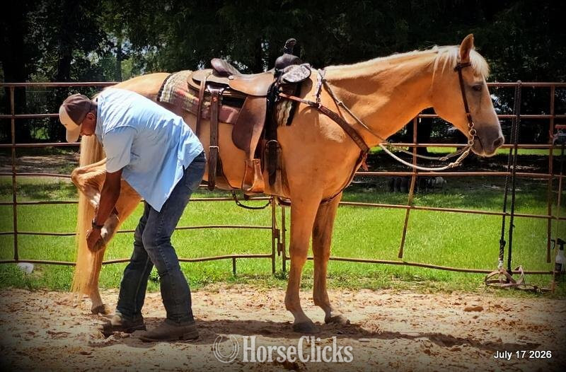 "Scout" Palomino Gelding Quarter Horse - Quarter Horse