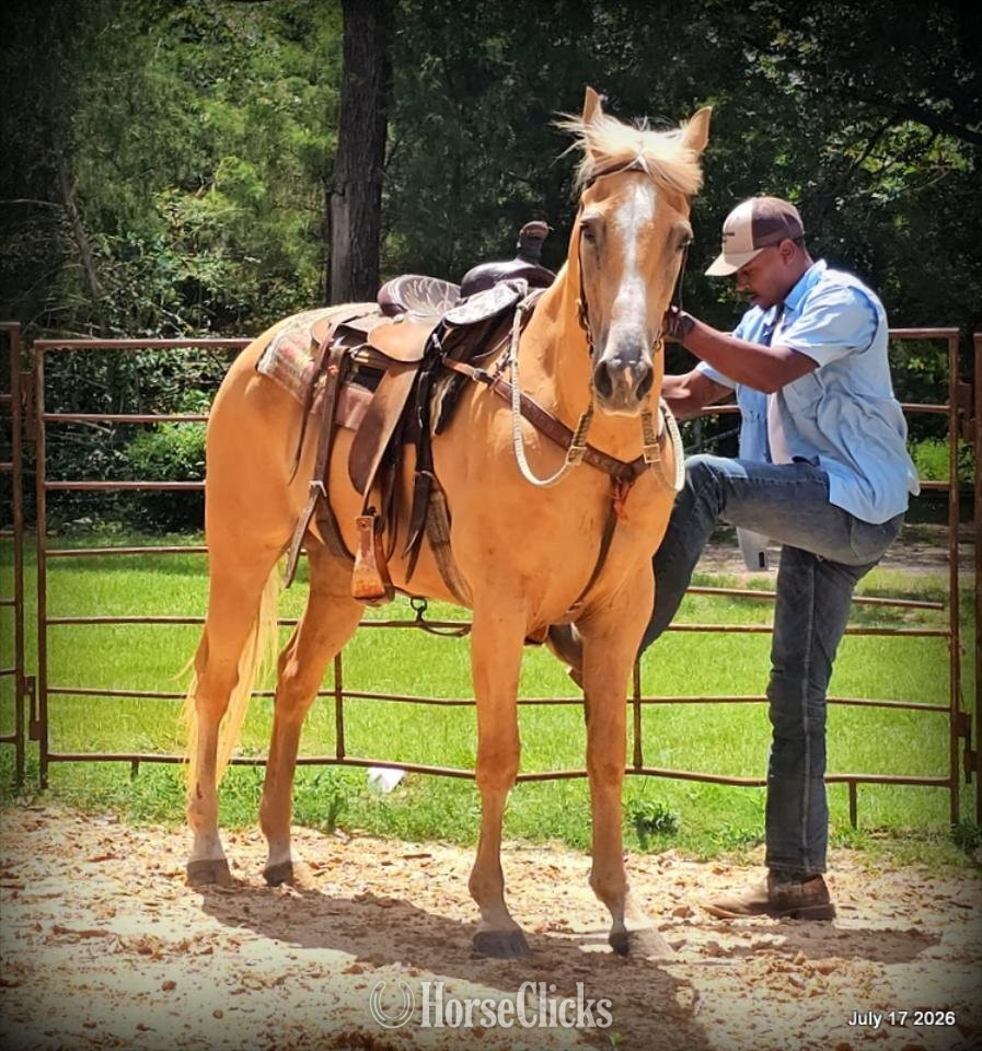 "Scout" Palomino Gelding Quarter Horse Texas