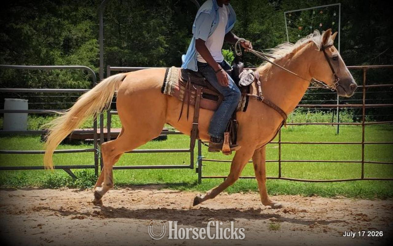 Quarter Horse - "Scout" Palomino Gelding Quarter Horse in Texas