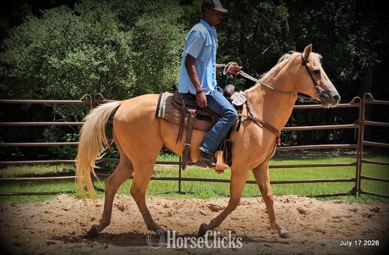 Quarter Horse - "Scout" Palomino Gelding Quarter Horse