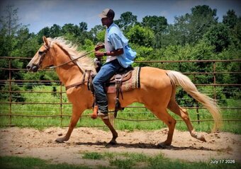 "Scout" Palomino Gelding Quarter Horse