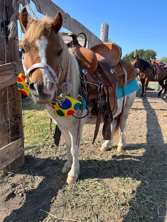 "Spanky" Pinto Gelding Pony