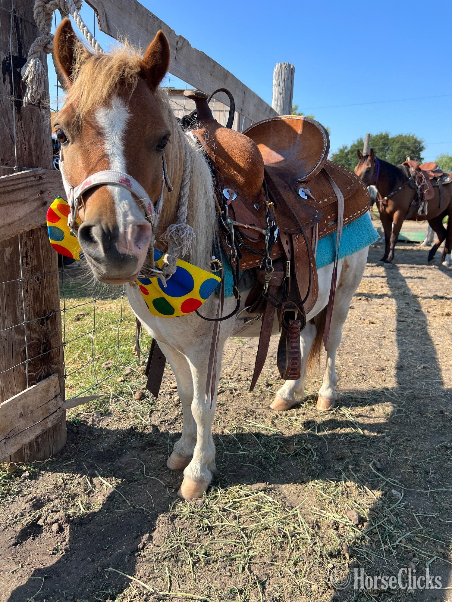 "Spanky" Pinto Gelding Pony in Texas