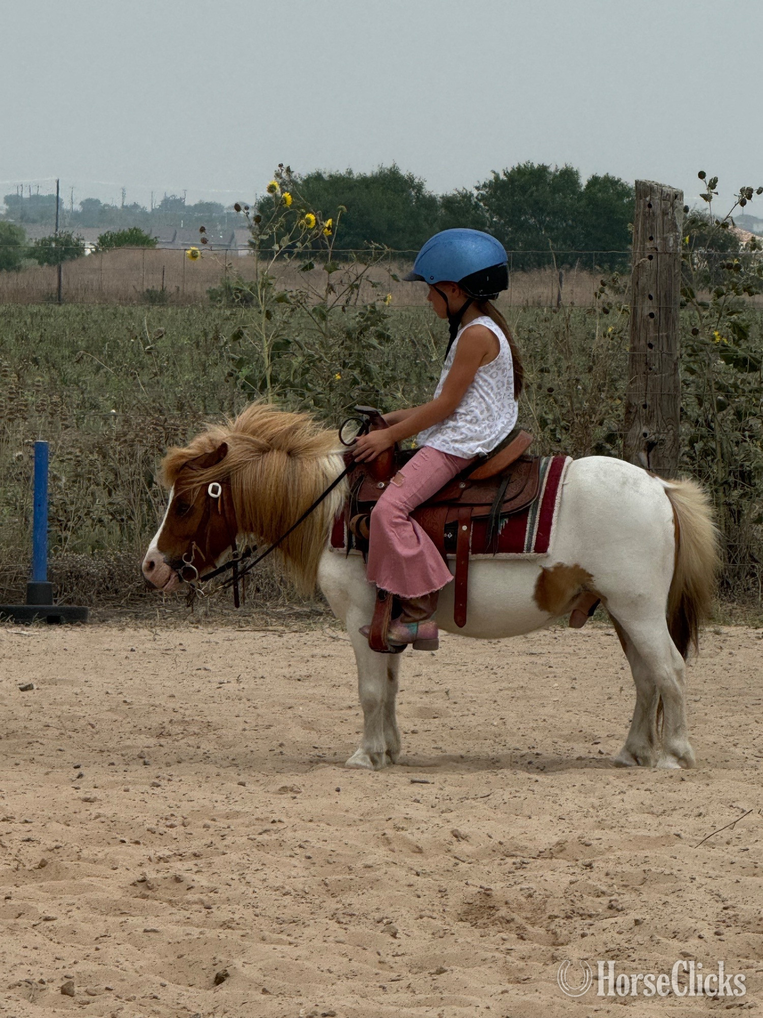 "Spanky" Pinto Gelding Pony - Pony